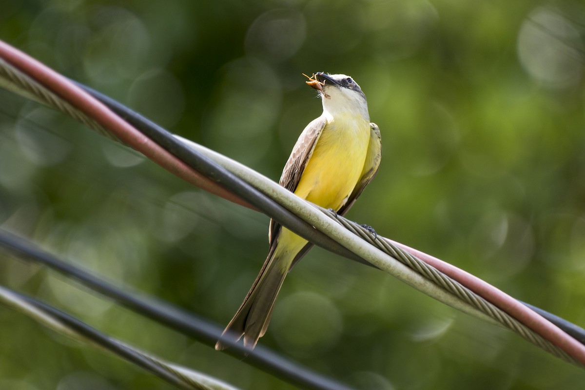 White-throated Kingbird - ML295117331