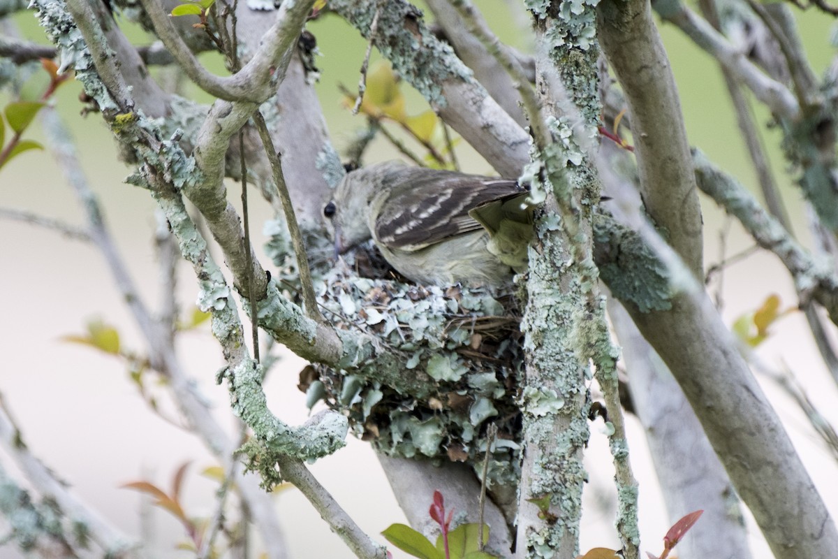 Yellow-bellied Elaenia - ML295117731