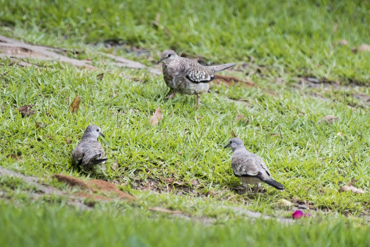 Scaled Dove - Luiz Carlos Ramassotti