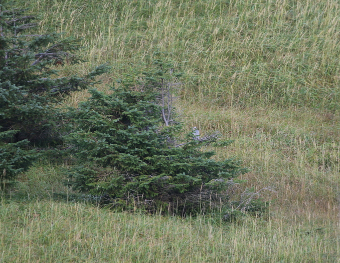 Eurasian Sparrowhawk - ML295118261