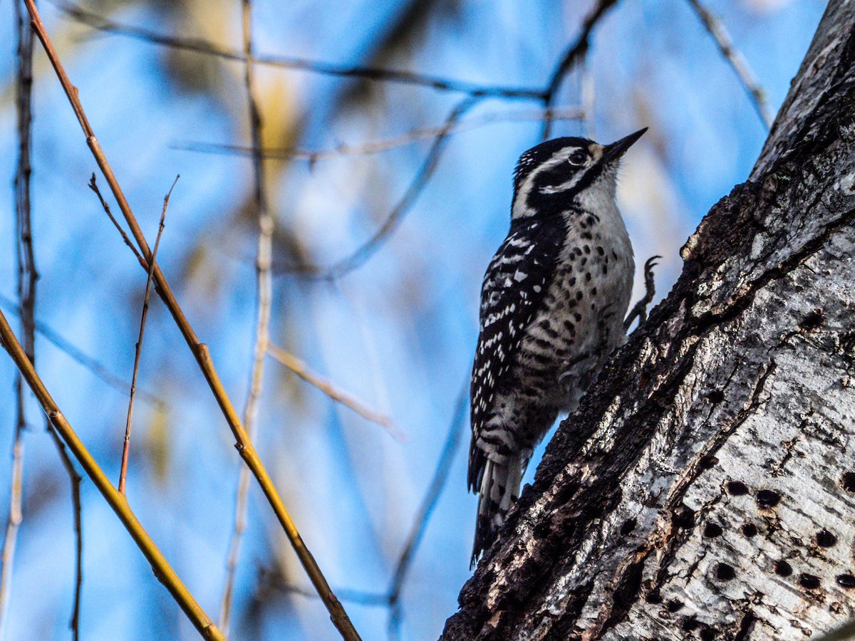 Nuttall's Woodpecker - ML295119021