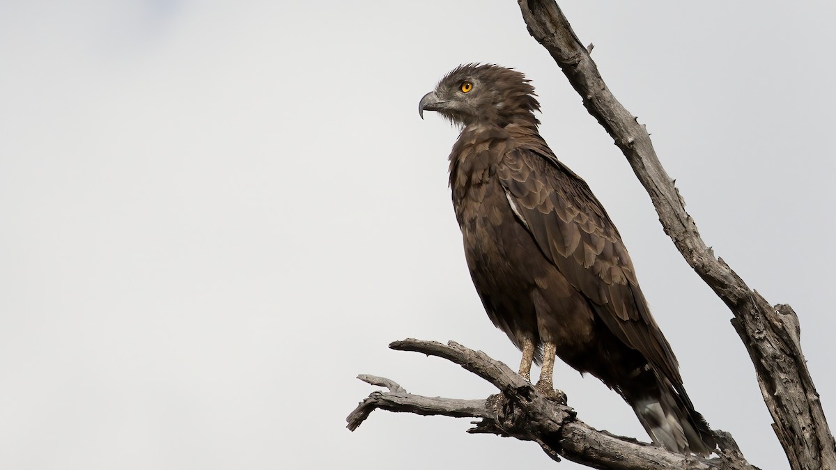 Brown Snake-Eagle - ML295119671