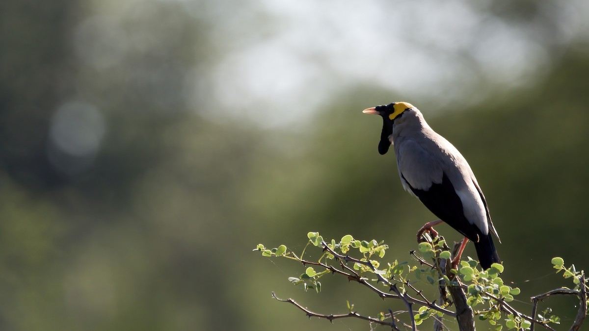 Wattled Starling - ML295120171