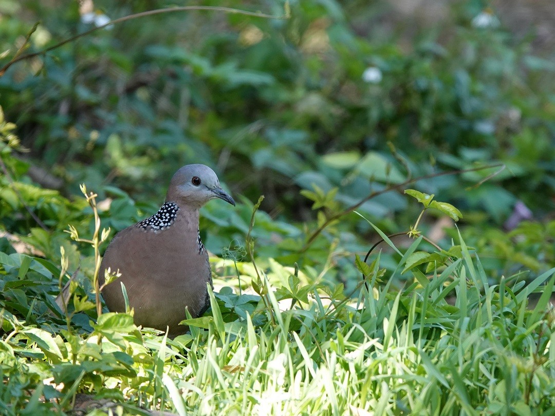 Spotted Dove - ML295120541