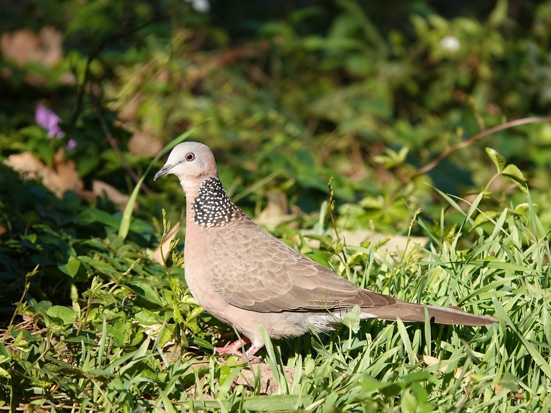 Spotted Dove - ML295120551