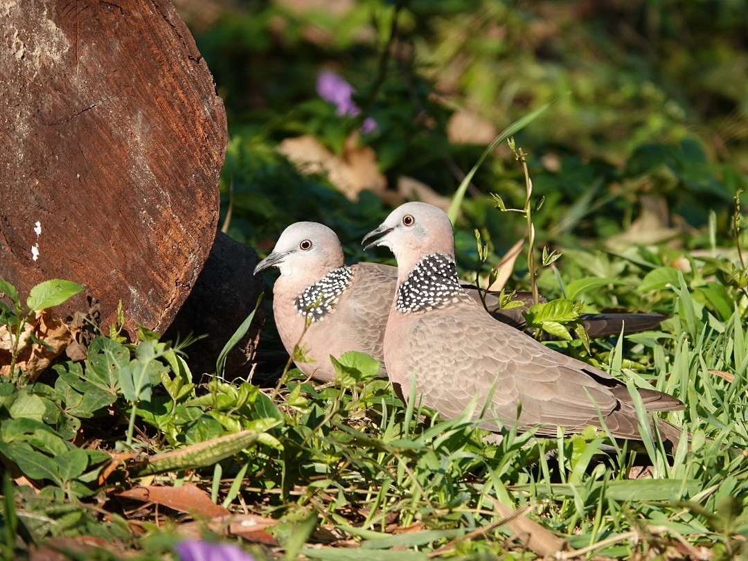 Spotted Dove - ML295120621