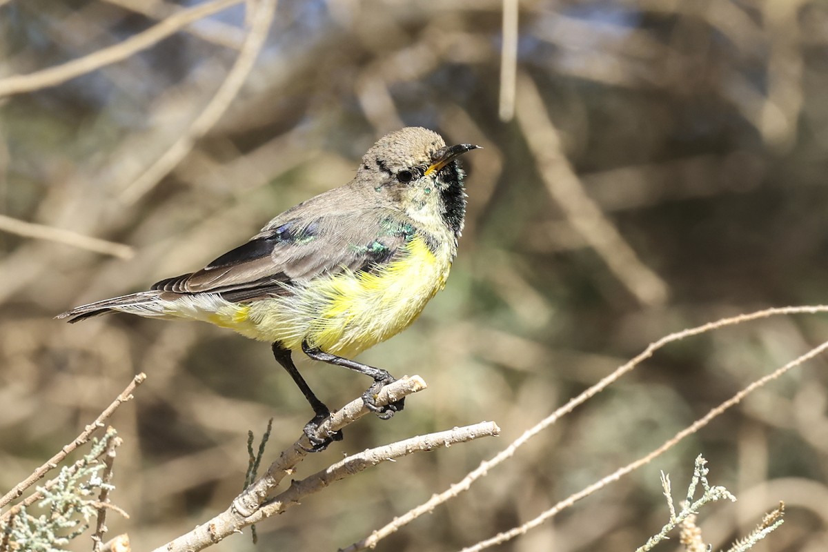 Nile Valley Sunbird - Georgina Cole