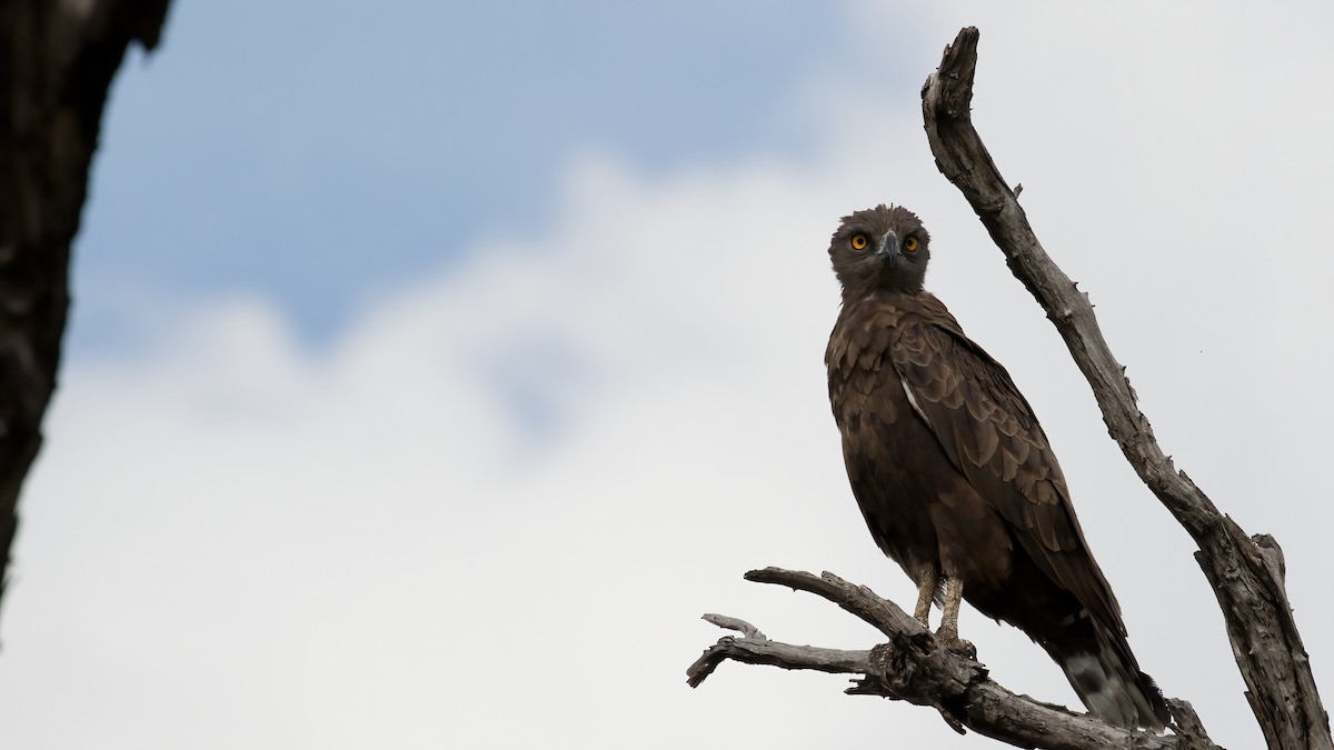 Brown Snake-Eagle - ML295120811