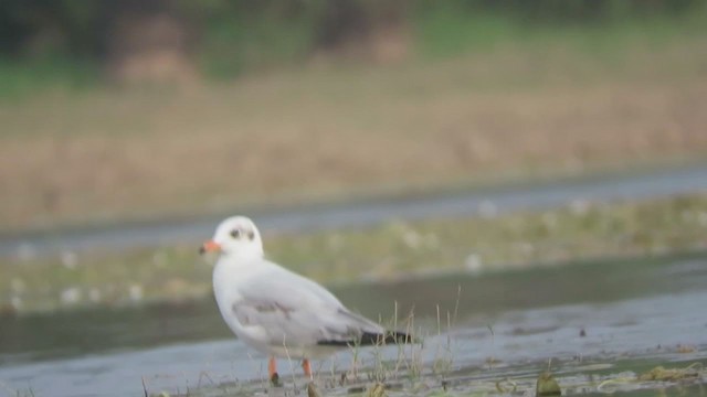 Brown-headed Gull - ML295121181