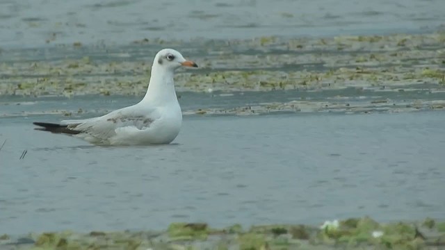 Brown-headed Gull - ML295122001