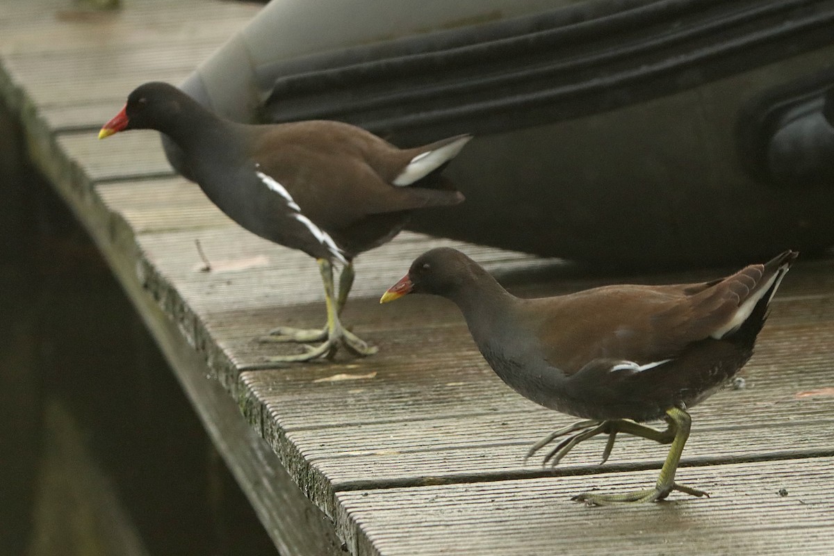 Eurasian Moorhen - Letty Roedolf Groenenboom