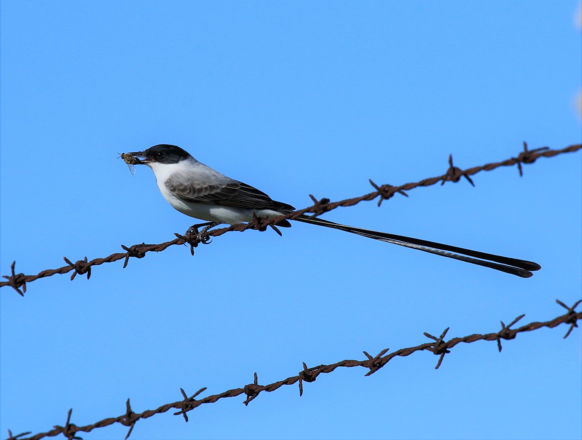 Fork-tailed Flycatcher - ML295125641