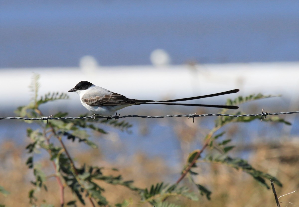 Fork-tailed Flycatcher - ML295125751
