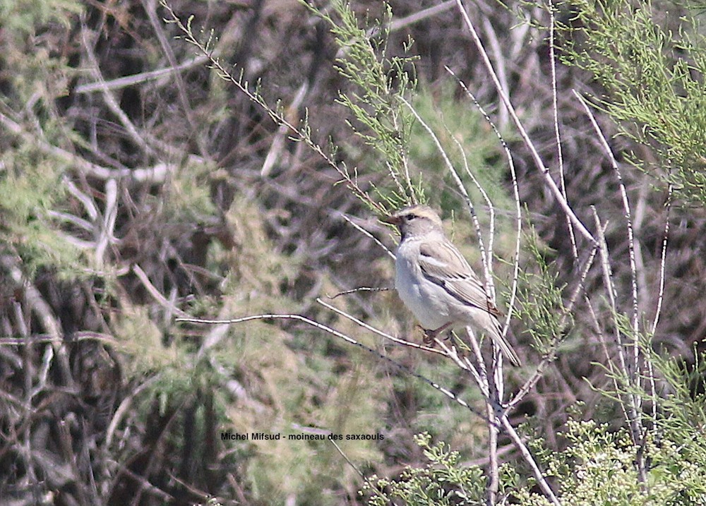 Moineau des saxaouls - ML295127971