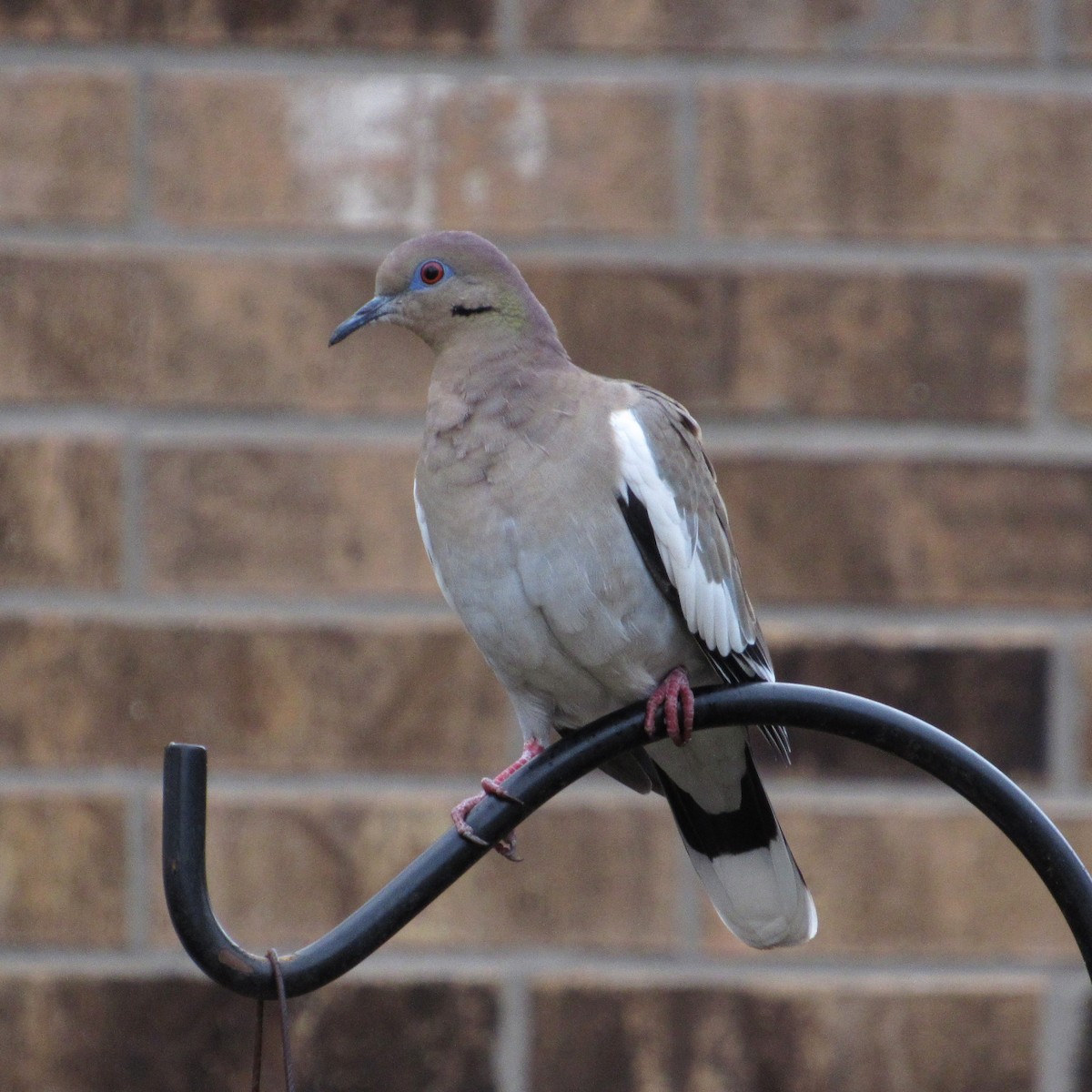 White-winged Dove - ML295128261