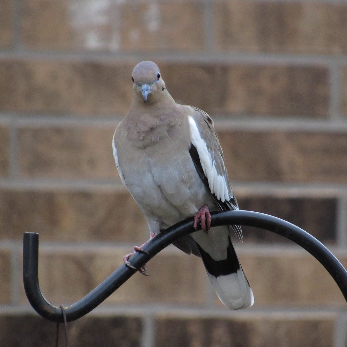 White-winged Dove - ML295128271