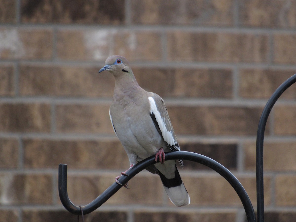 White-winged Dove - ML295128291