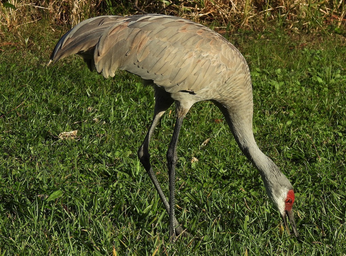 Sandhill Crane - ML295128681