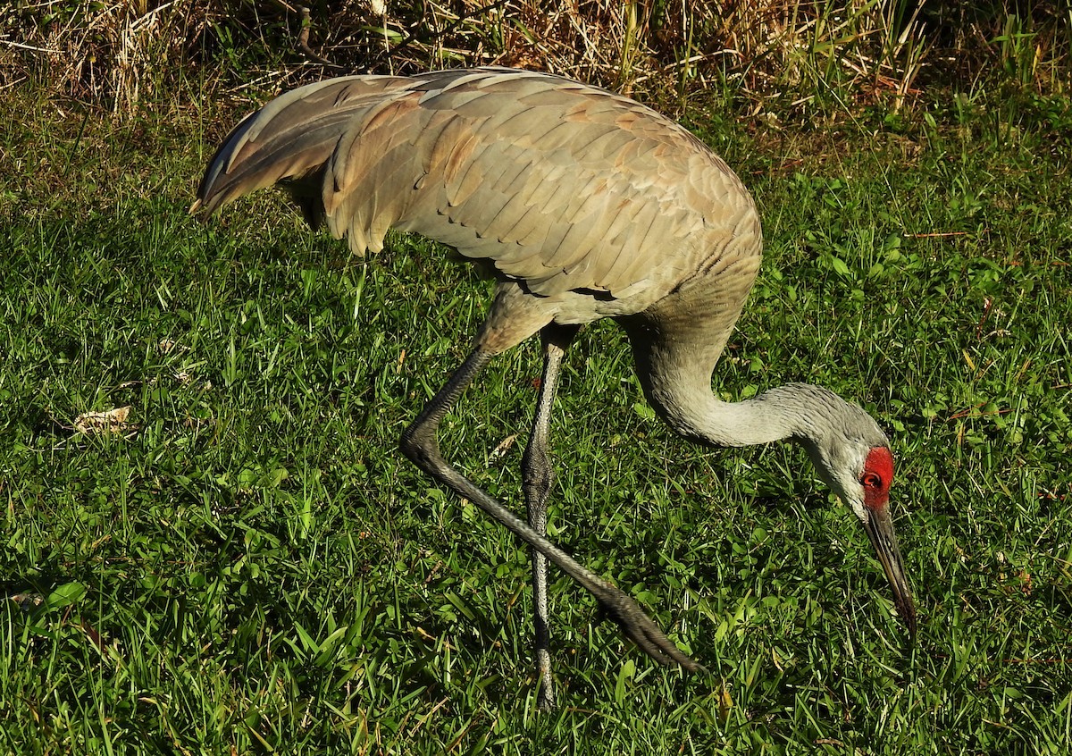 Sandhill Crane - ML295128741