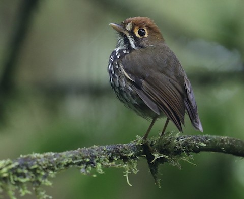 Tororito Peruano — imagen 4