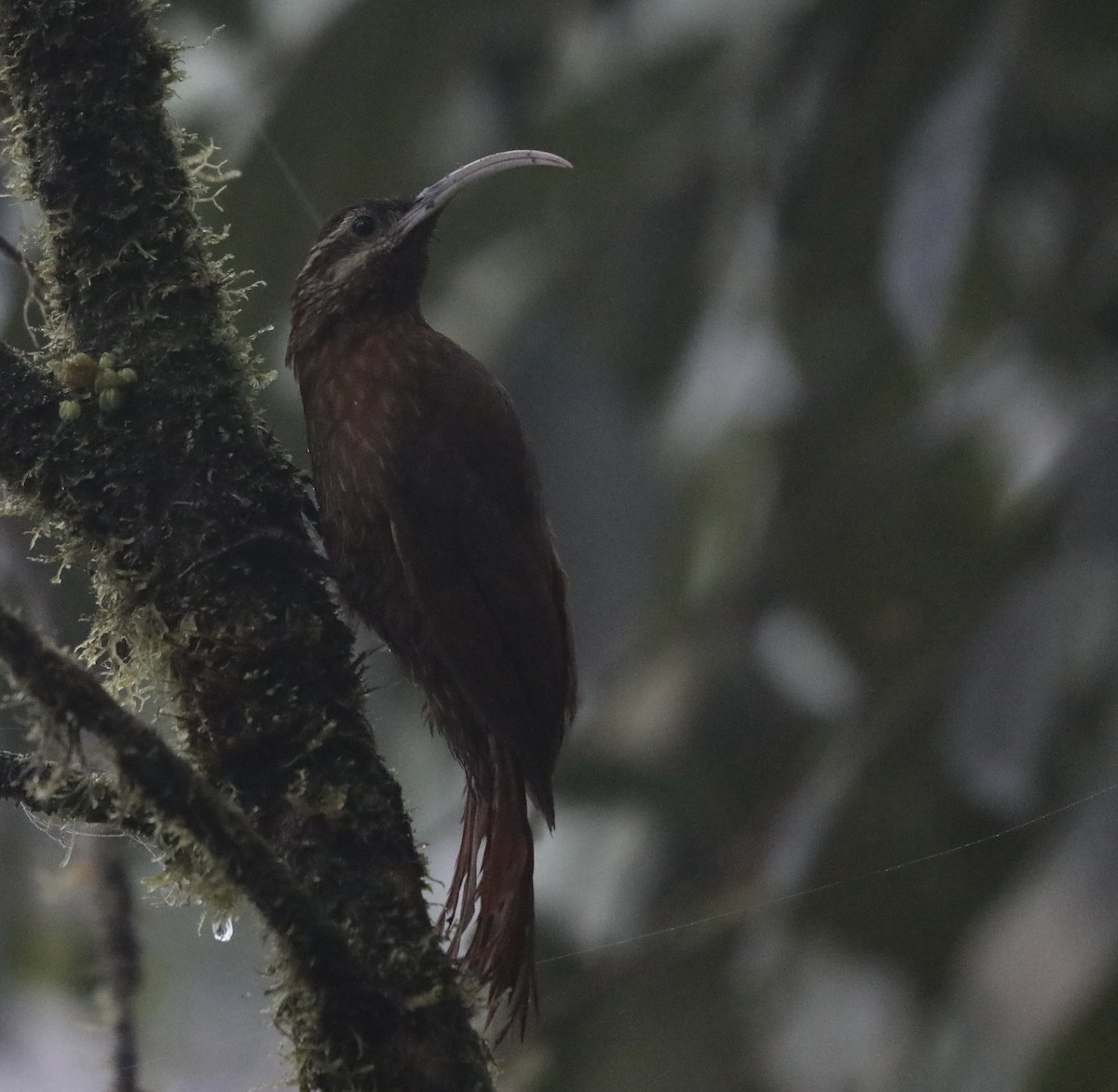 Greater Scythebill - ML295129341