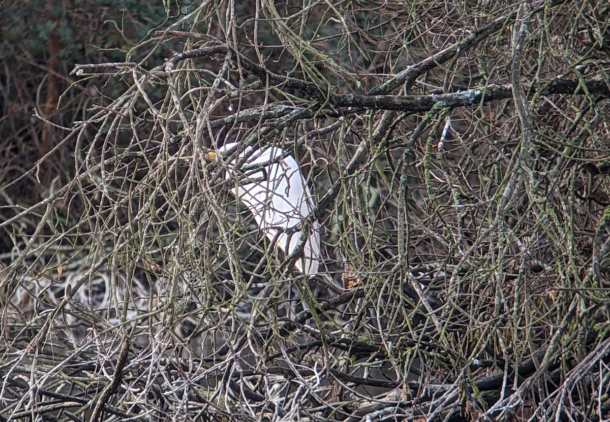 volavka bílá (ssp. alba) - ML295129621