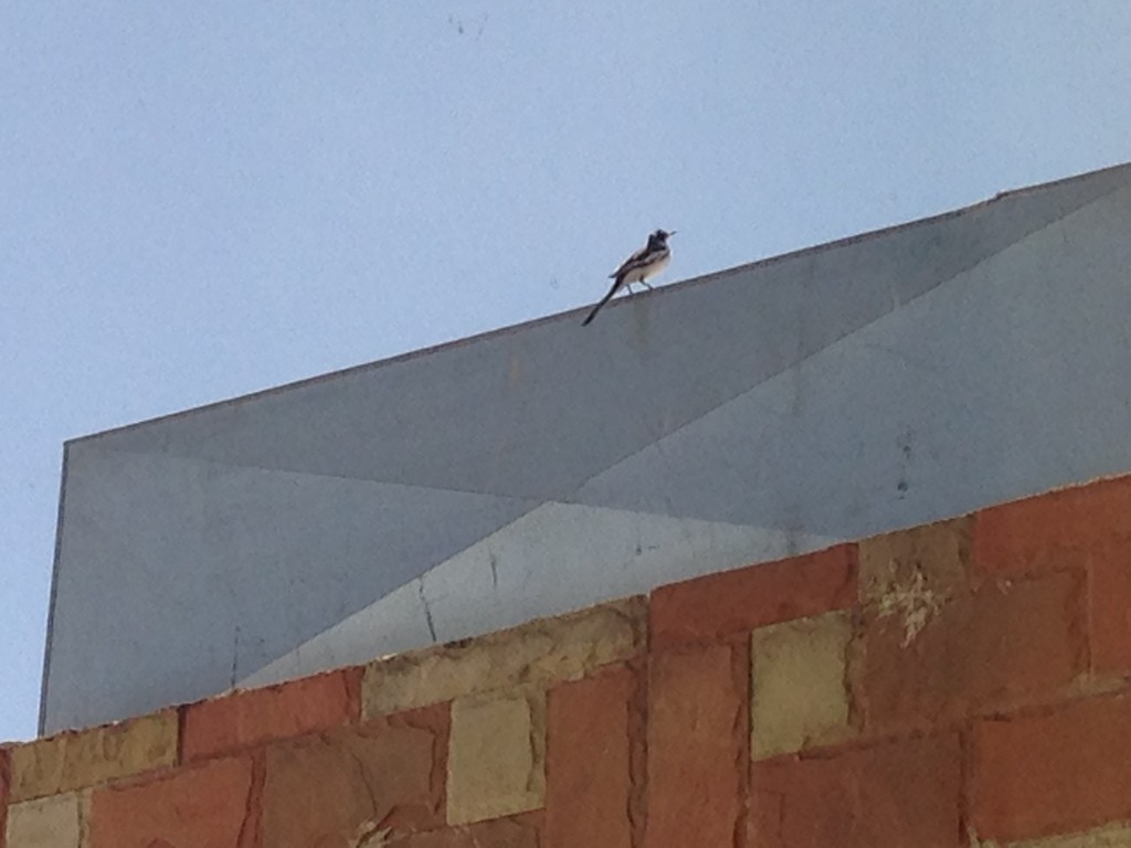 African Pied Wagtail - ML295129761