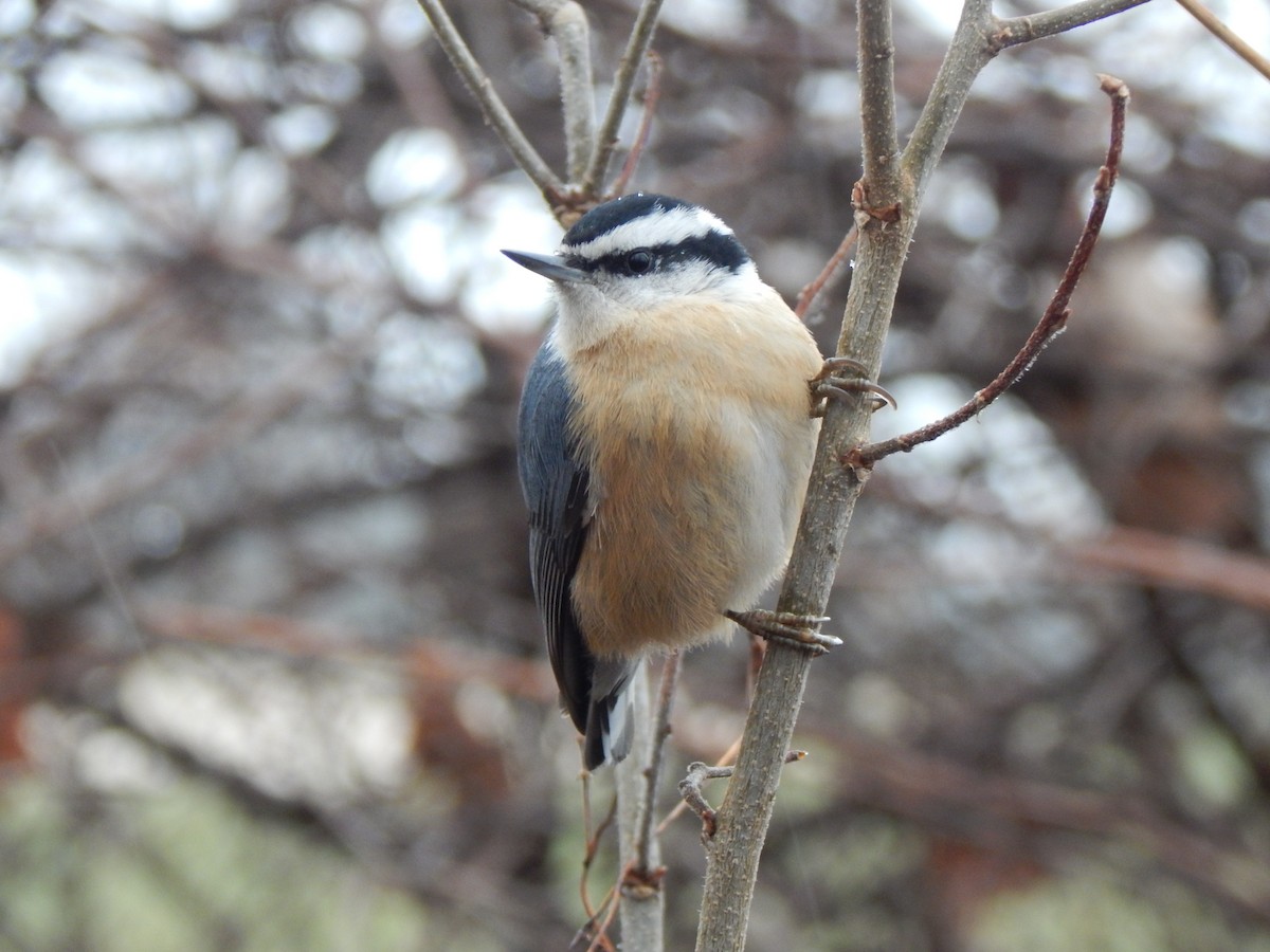 Red-breasted Nuthatch - Sarah Taylor