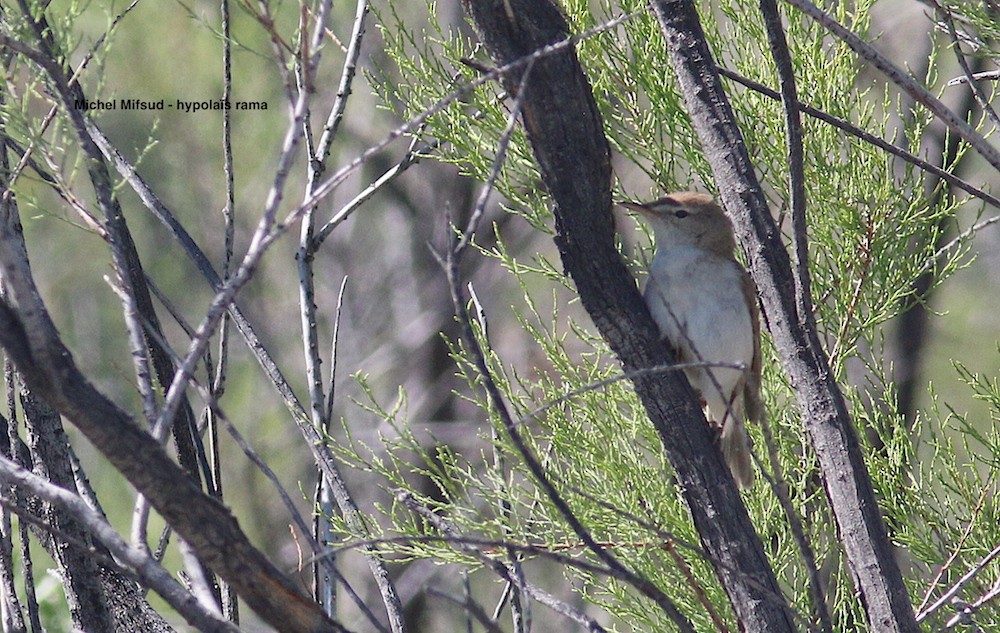 Sykes's Warbler - ML295133861