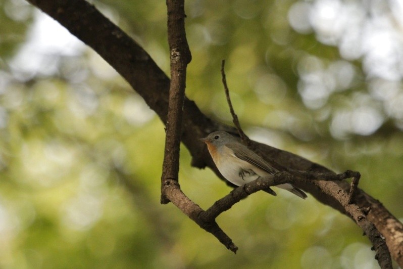 Red-breasted Flycatcher - ML295134911