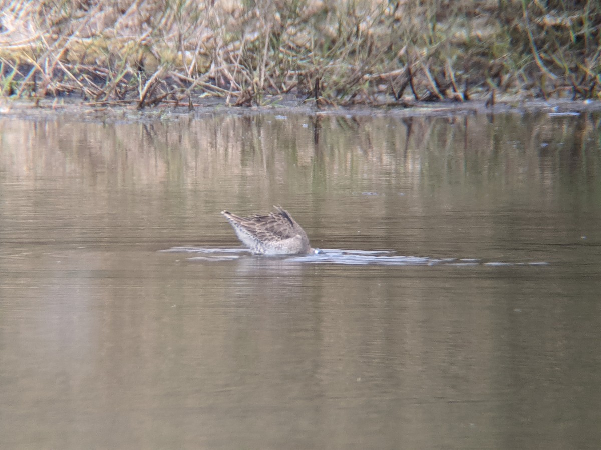 Long-billed Dowitcher - ML295134931