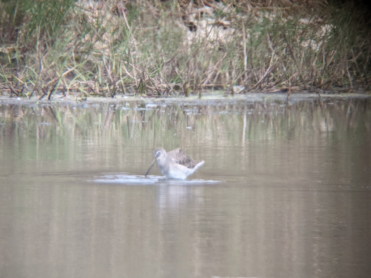 Long-billed Dowitcher - ML295135031