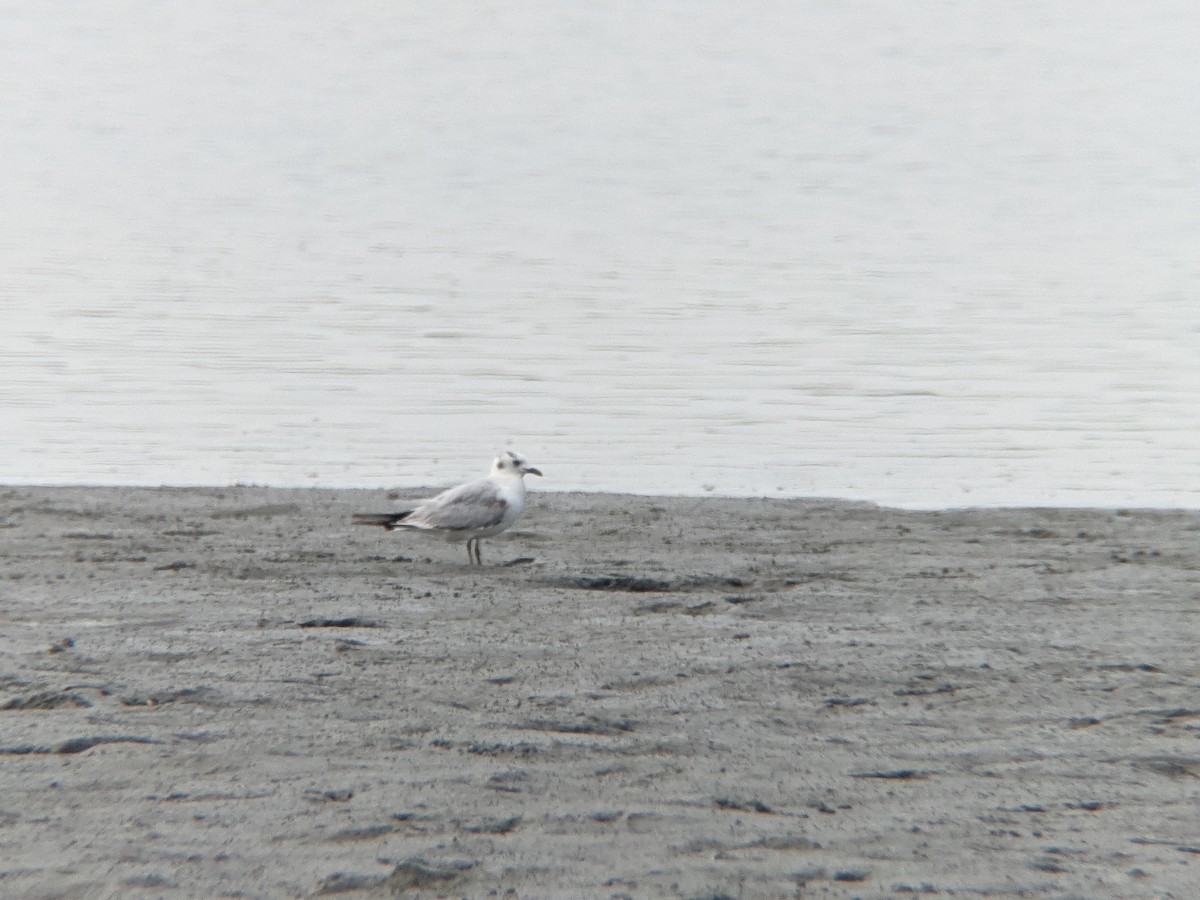 Saunders's Gull - ML295135751