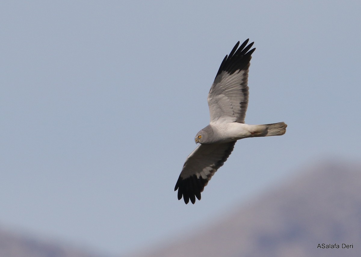 Hen Harrier - ML295136711