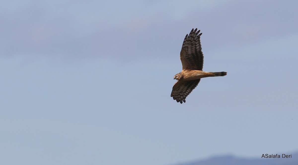 Aguilucho Pálido - ML295136721