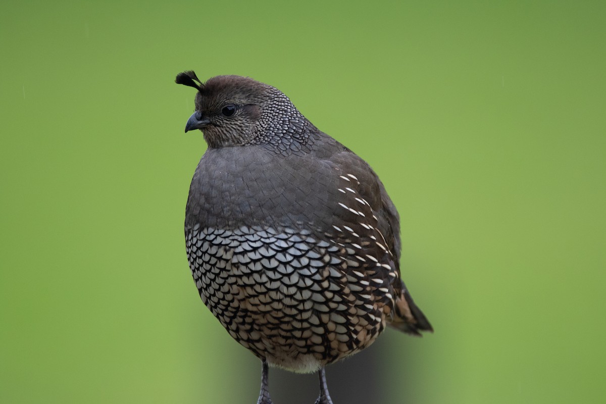 California Quail - ML295136881