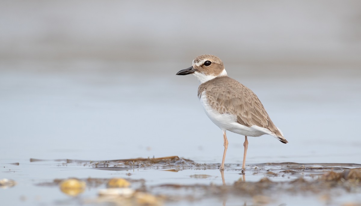 Wilson's Plover - Ian Davies