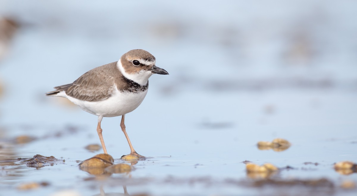 Wilson's Plover - Ian Davies