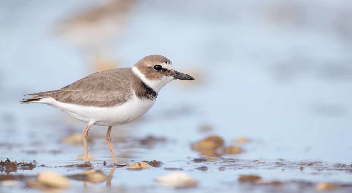 Wilson's Plover - Ian Davies