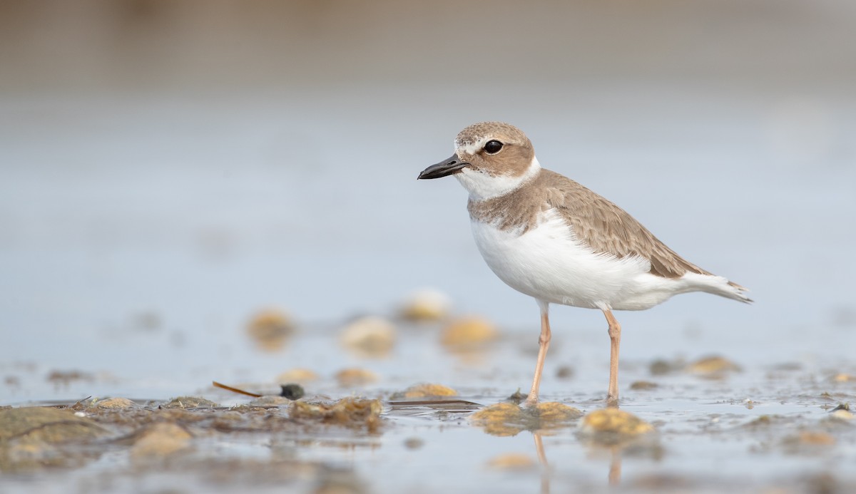 Wilson's Plover - Ian Davies