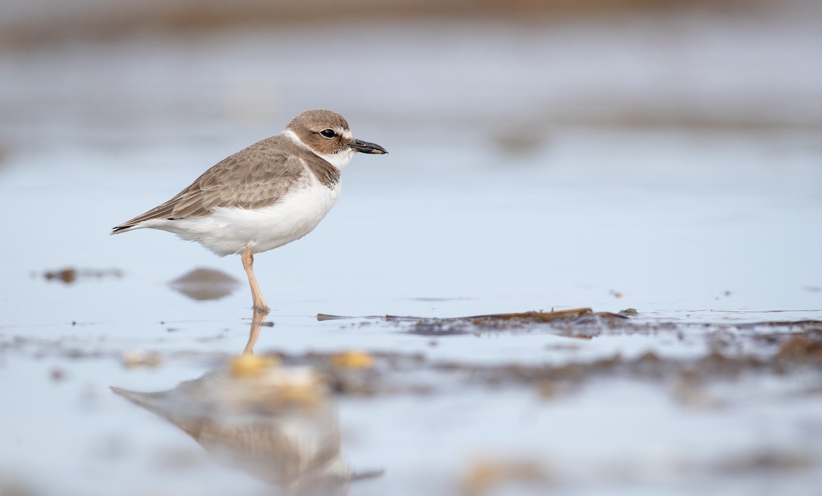 Wilson's Plover - Ian Davies