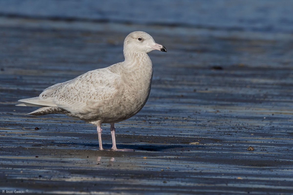 Glaucous Gull - Manuel Amaro Carvalho