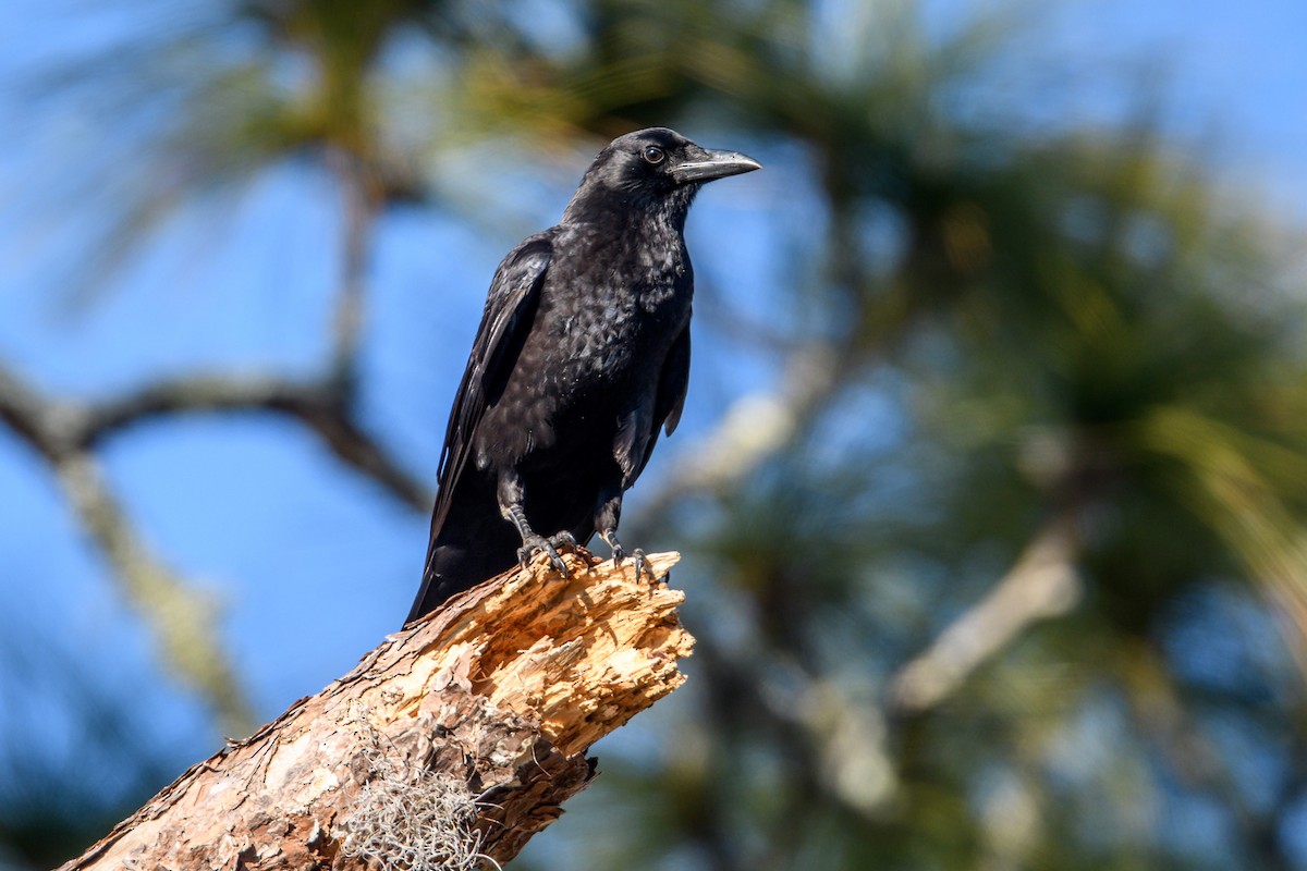 American Crow - ML295141971