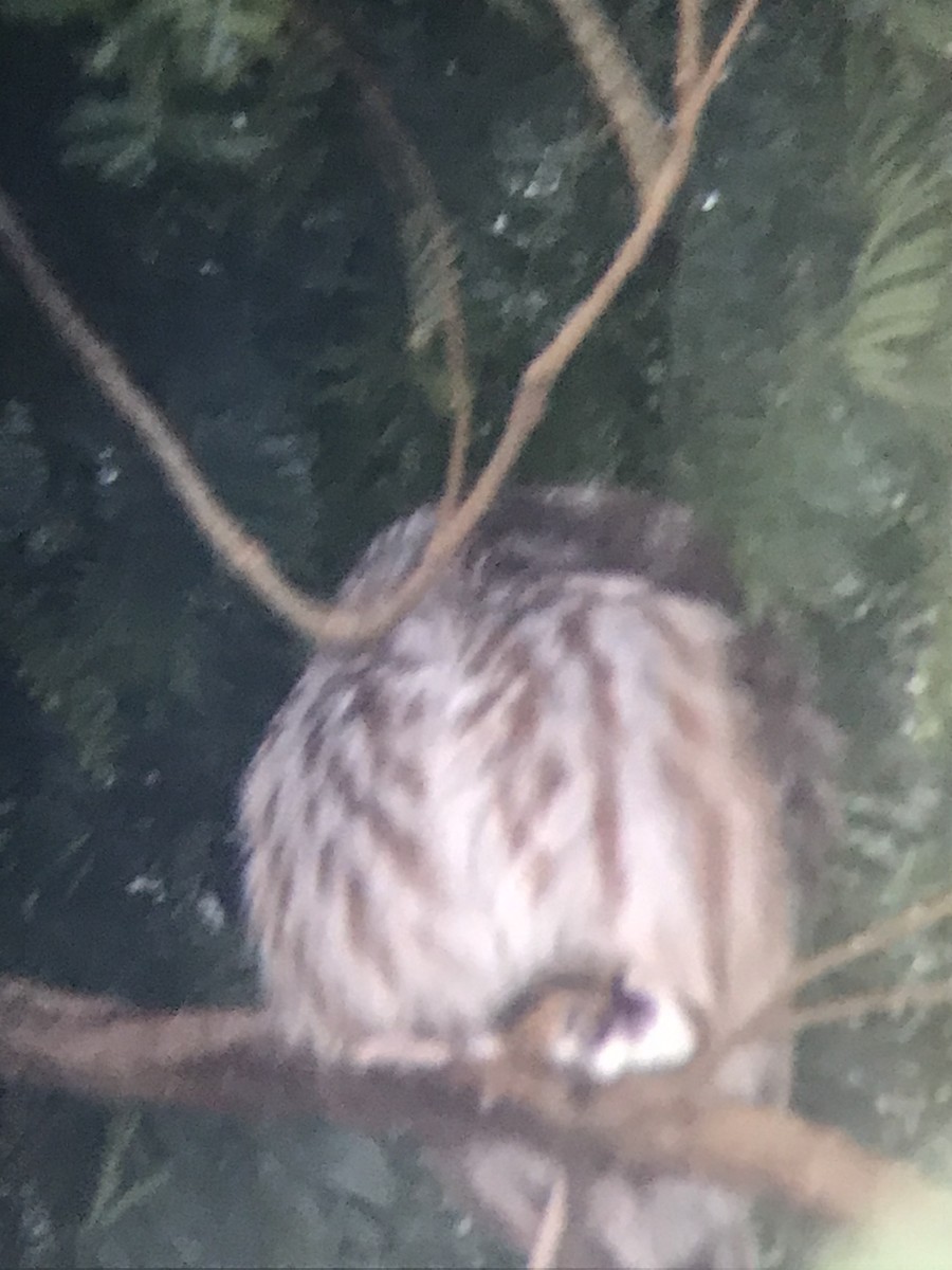 Northern Saw-whet Owl - Henry Meade