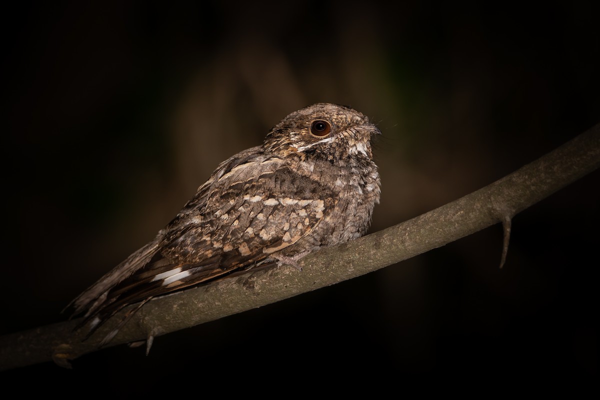 Little Nightjar - ML295144531