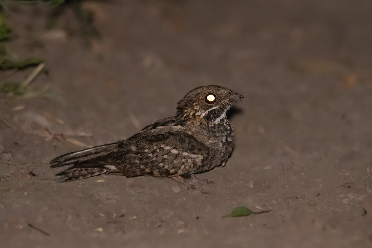 Little Nightjar - ML295144561