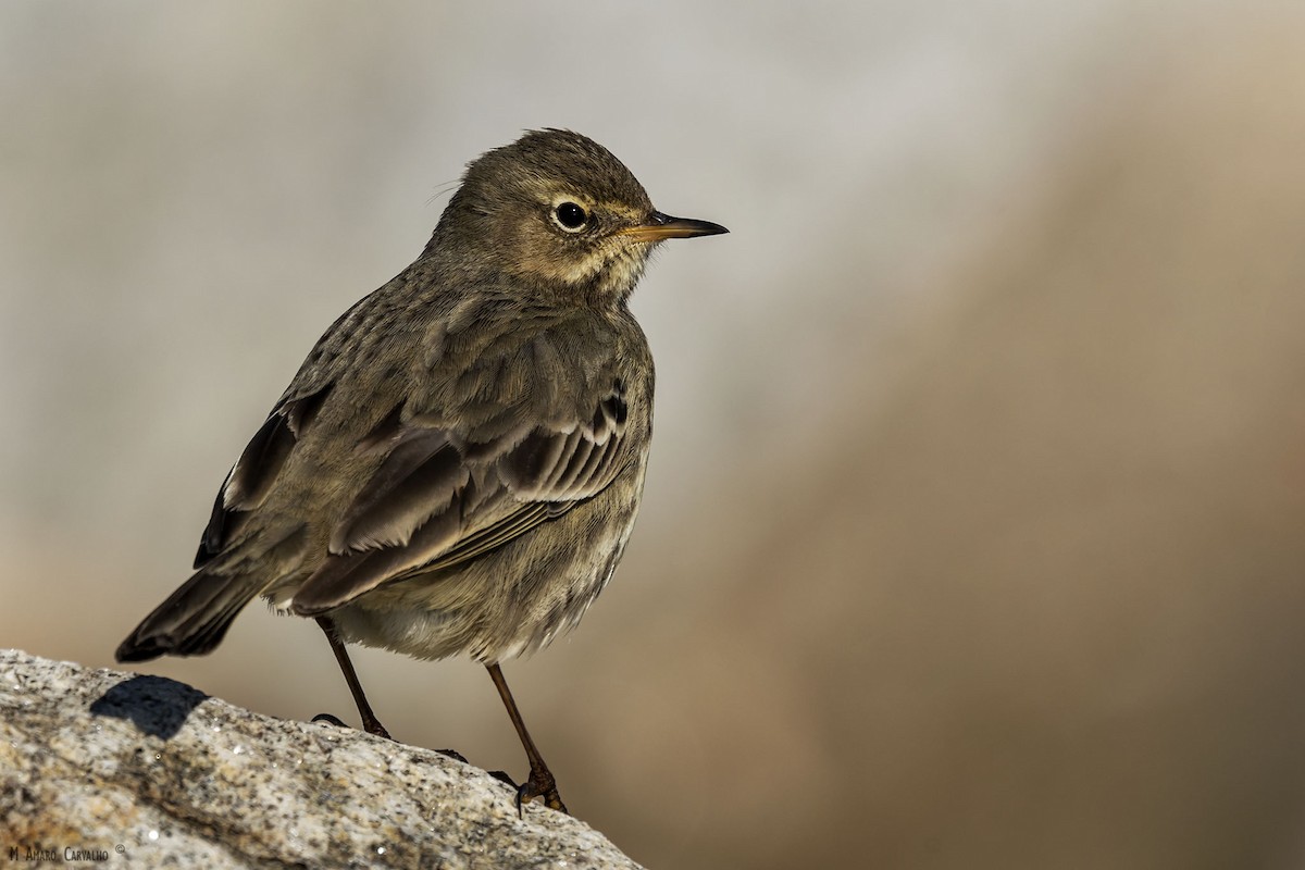 Rock Pipit - Manuel Amaro Carvalho