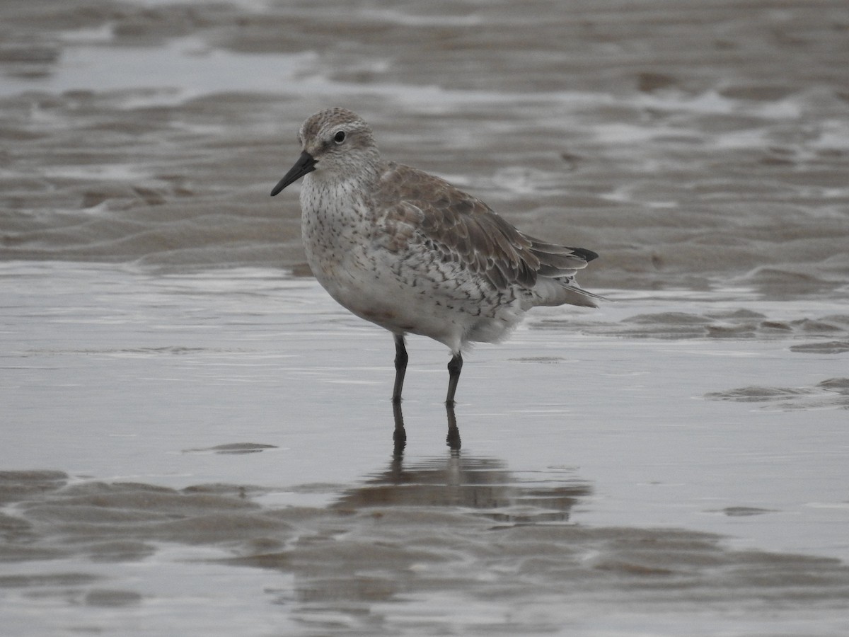Red Knot - ML295145401