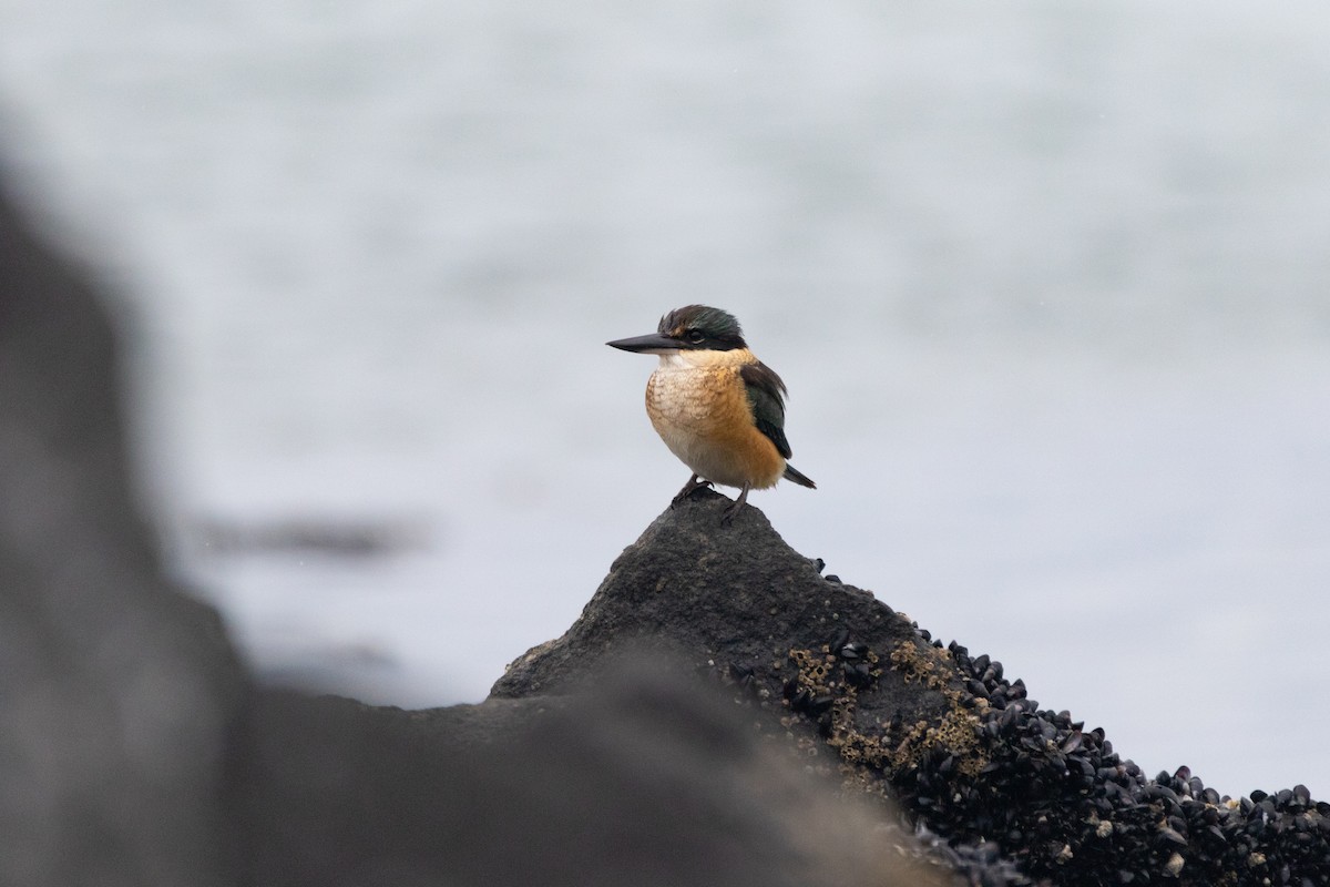 ヒジリショウビン - ML295146721