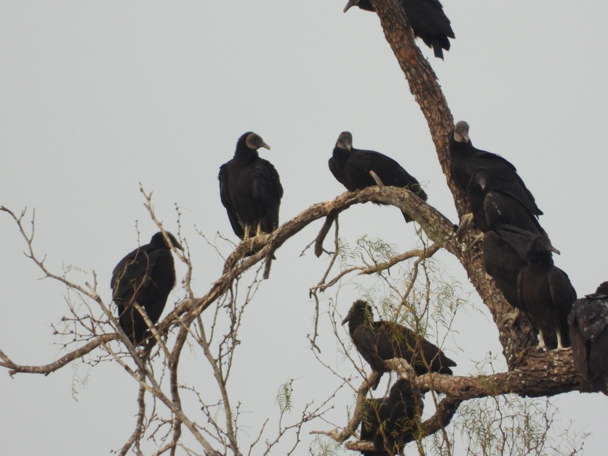 Black Vulture - Logan Lakins
